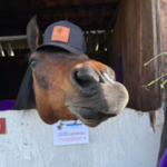 Discovery Horse Discovery Horse