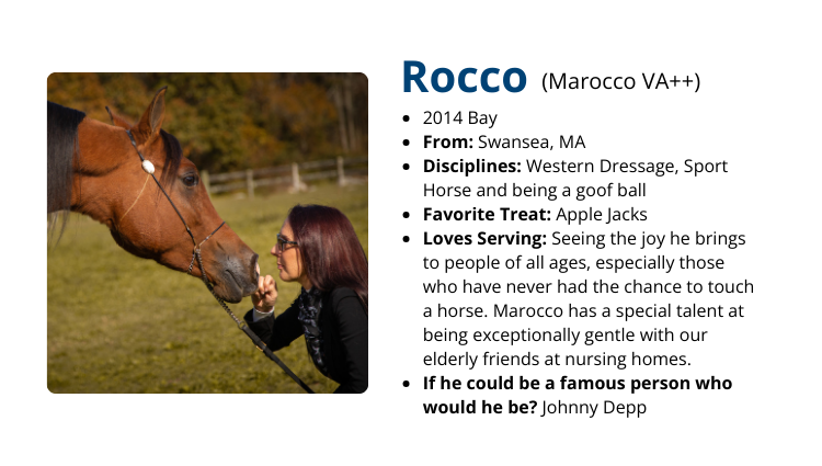 Discovery Horse Rocco Discovery Horse Rocco