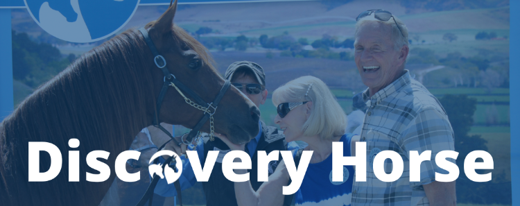 Discovery Horse Banner Discovery Horse Banner