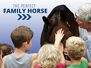 VL_Discover_Family_Horse