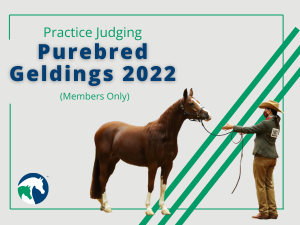 VL_Youth_PJ_PB_Gelding