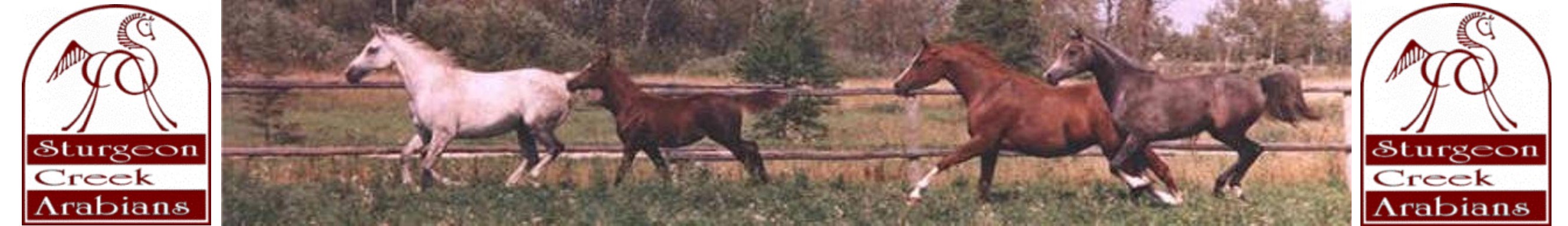 Sturgeon Creek Arabians